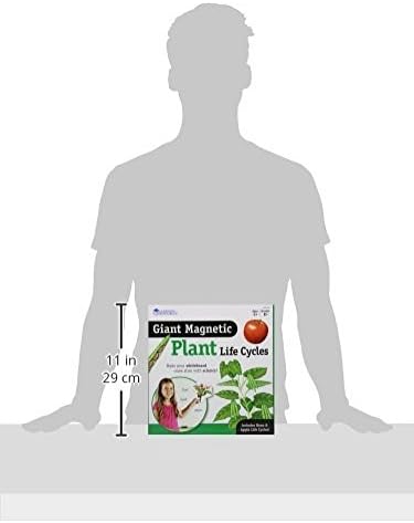 Learning Resources Giant Magnetic Plant Life Cycle - STEM Growing Seed, Montessori Tree , Biology Cards, Classroom Teacher Must Haves Activities, Science Homeschool Essentials, Gifts for Students - Image 5