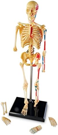 Learning Resources Skeleton Model - Image 3