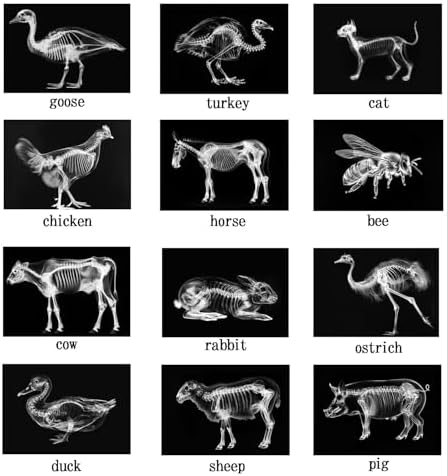 Animal X-Ray Set, Educational Science Kit, Light Table Accessory for Children (Farm Animals) - Image 5