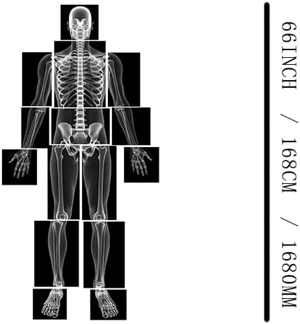 X-ray Film Learning Set for Kids, 15 Pieces, Human Body Educational Kit, Light Table Materials, Montessori & Reggio-Inspired - Image 3