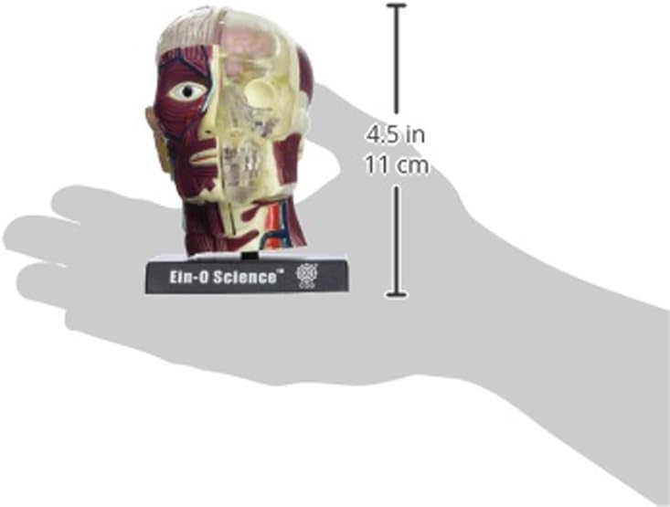 Bio Signs Human Anatomy - Brain & Skull - Image 3