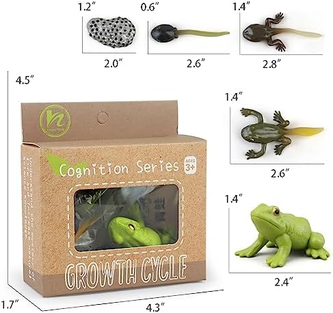 Montessori Frog Life Cycle with Flash Cards, Plastic Tadpole to Frog Kit Toy, Realistic Animal Figurines for Kids (Frogs) - Image 6