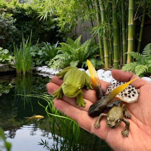 Montessori Life Cycle Animal Figures with Flash Cards, Lifelike Animal Growth Cycle Biological Model Set (Frog) - Image 7