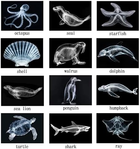Animal X-Ray Set, Educational Science Kit, Light Table Accessory for Children (Sea Animals) - Image 5