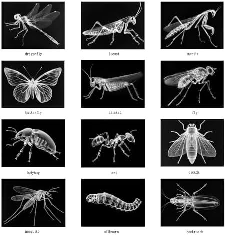 Animal X-Ray Set, Educational Science Kit, Light Table Accessory for Children (Insects) - Image 5