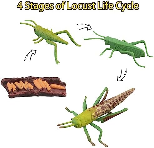 Montessori Life Cycle Animal Figures with Flash Cards, Realistic Animal Figurines Toy, and Educational Matching Game for Kids(Mantis, Locust, Dragonfly) - Image 7