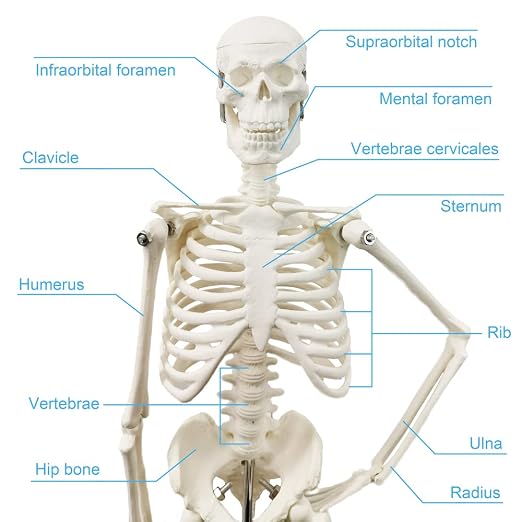 HADWYN Full Body 17.7" High Human Body Skeleton Model for Anatomy - Image 7