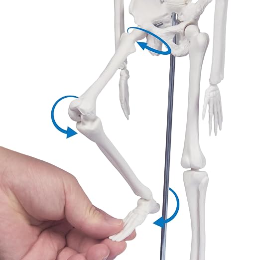 Human Skeleton Model for Anatomy: 17"H Mini Human Body Model with Movable Arms, Legs & Sturdy Stand, Scientific Bone Model for Teaching & Simpl Display - Image 9