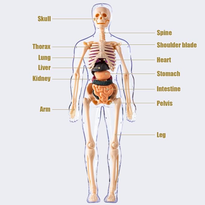 Human Body Model for Kids Detachable Visualized 3D Anatomy Model Enlightenment Science Toys Cultivates Explore Curiosity Hands-On Skills, Fully Transparent|Science Kits Toys - Image 8