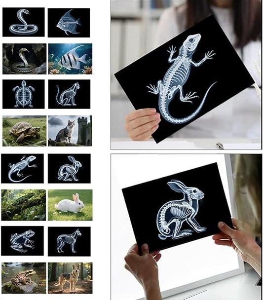 16 Animal X-Ray Set, Educational Science Kit for Kids to Explore Bone Structures for Lightstand Accessories, Light and Shadow Areas (Pets Series) - Image 2