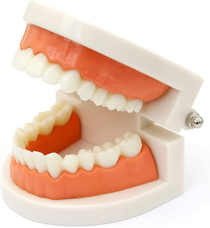 Kiddison Brushing Teeth Activity Set Montessori Practical Life - Image 4