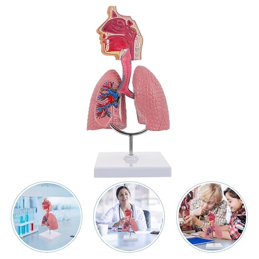 TEHAUX Human Lung Model, 3D Respiratory Lung Model, Human Nasal Cavity Throat Anatomy Tool for Teaching, PVC Material, Multi-Color, 10.6 X 4.7 X 4.7 Inches - Image 9