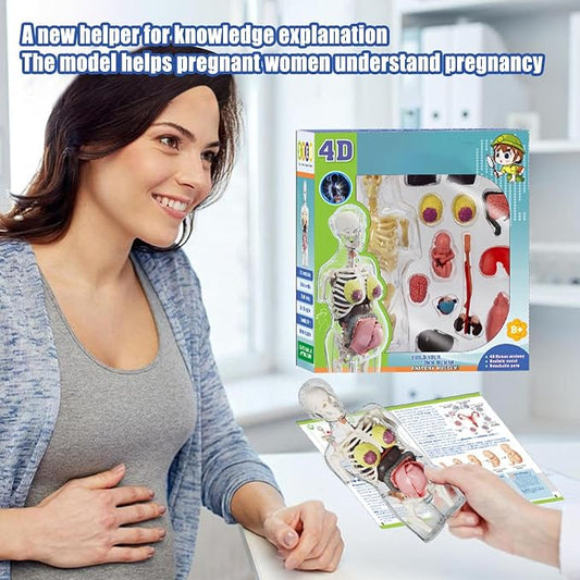 Human Body Model for Kids | Pregnancy Skeleton Model Toy | Anatomical Assembly Educational Toys for Children Classroom Students Learning Enthusiasts Preschool - Image 2
