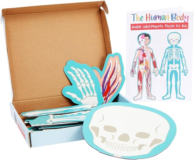 Blue Panda Interactive Magnetic Human Body Model - 3 ft, 17-Piece Double-Sided Anatomy Set for Kids - Human Anatomy with Organs, Educational Skeleton & Body Parts - Image 9