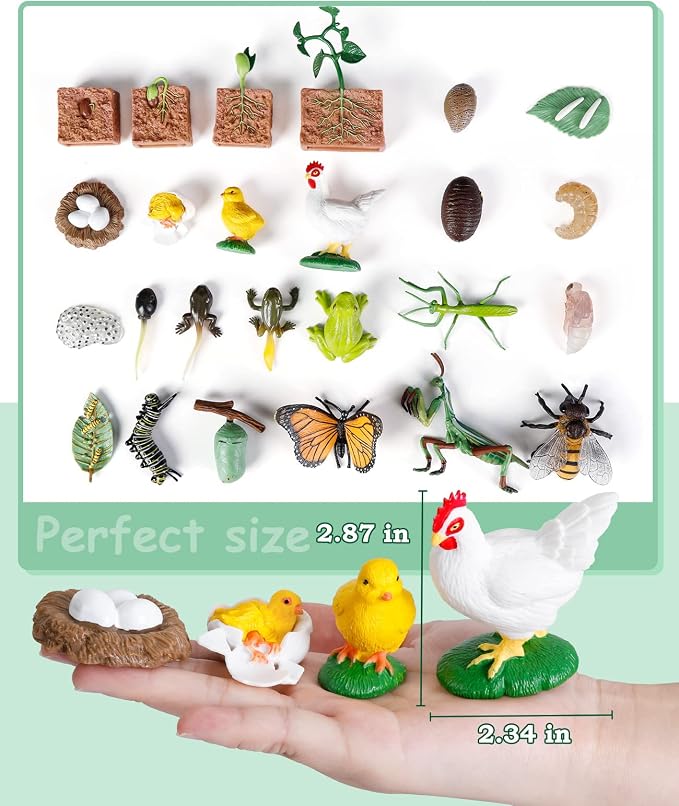 Life Cycle Learning Toys for Kids: Life Science Education Kits with Butterfly, Frog, Chicken, Mantis, Bee, Plants - 25 Pieces Animal Figurines Montessori Toys for Children Age 3 4 5 6 7 8+ - Image 7