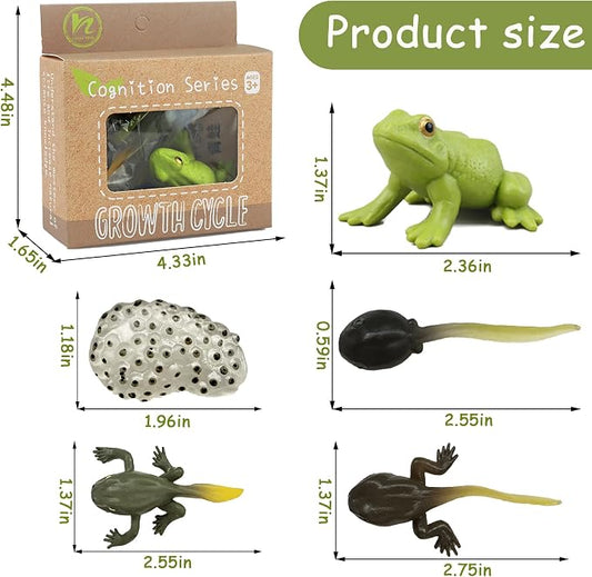 Mbrain5pcs Frog Growth Cycle with Flash Cards,Life Cycle Learning & Education Toys,Montessori Toys,Gift for Girl & Boy for 3 4 5 6 7 Year Old (Frog) - Image 2