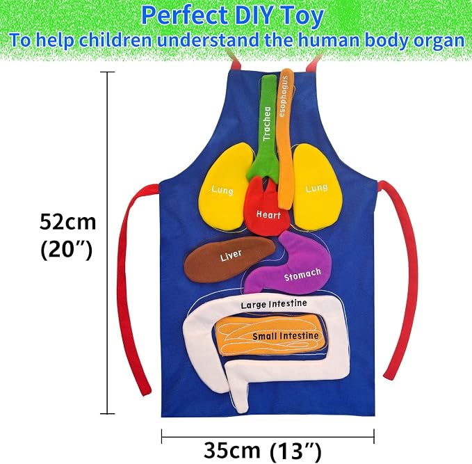 Boczif 3D Organ Apron Awareness Educational Toy, Human Body Model for Kids - Image 6