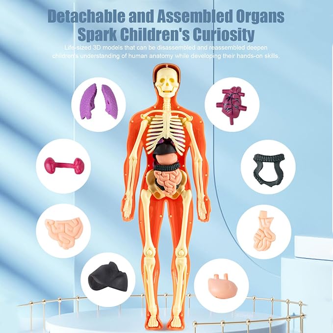 Human Body Model for Kids Detachable Visualized 3D Anatomy Model Enlightenment Science Toys Cultivates Explore Curiosity Hands-On Skills, Semi-Transparent|Science Kits Toys - Image 8