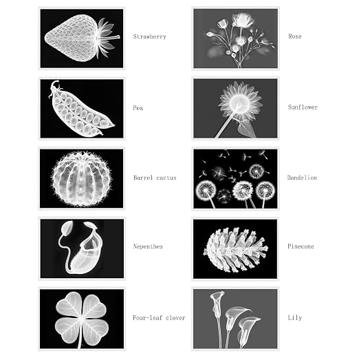 Vegetable, Fruit and Plant X-Rays, Set of 10, Simulation Specimen, Science Experiment Material for Kindergarten, Light Table, Montessori & Reggio-Inspired (Plant) - Image 4