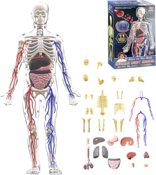 Human Body Structure Model, 3D Human Body Model for Kids with Removable Bones, Organs and Blood Vessels for Anatomy Skeleton - Image 2