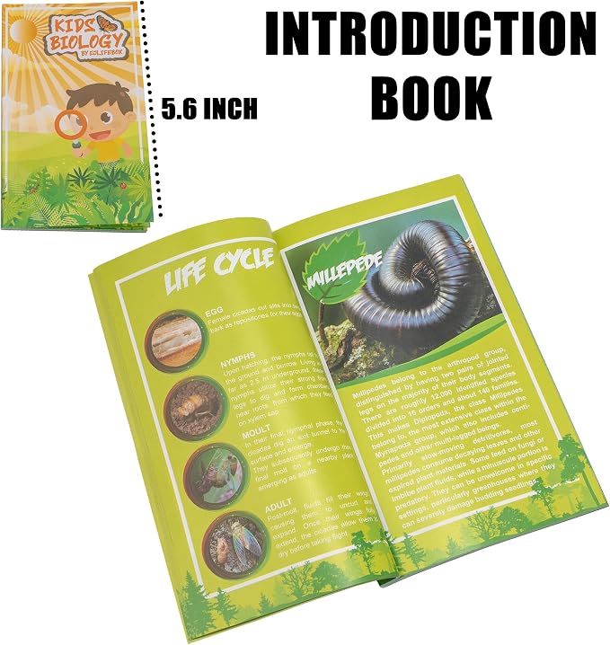 Insect Specimen Set, Bugs Collection Scientific Education Gift for Kids Aged 3-8-12 (Millipede, Centipede, Dragonfly Larvae, Tea Seed Bug, Red Longhorn Beetle, Spiny Spider) - Image 6