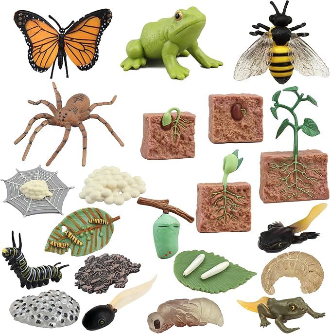 Mbrain 4pcs Butterfly Growth Cycle with Flash Cards,Life Cycle Learning & Education Toys,Montessori Toys,Gift for Girl & Boy for 3 4 5 6 7 Year Old (Butterfly) - Image 7
