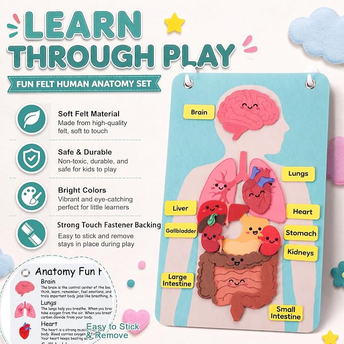 Back to School Gift Human Body Anatomy Felt Board Set, 15.55 x 9.84 in Student Cartoon Detachable Organ Model with 19 Felt Pieces, Wall Hanging Educational Teaching Aid - Image 7