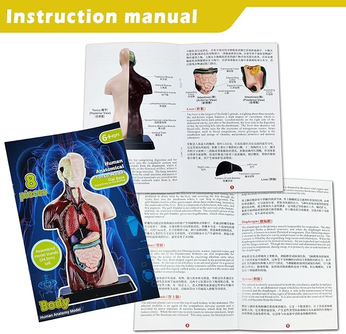 3D Assembled Human Body Torso Model,8 Pcs Removable Anatomy Model Skeleton - Image 4
