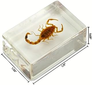 Geoworld 10 Insect Specimens Set - Real Beetles, Scorpions, Crickets in Resin with Magnifying Glass & Booklet - Great for Science Projects - Kids Scientific Educational Toy - Image 5