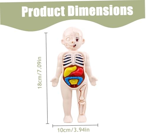 Anatomy Model, Human Body Model for Kids 7x4 Anatomy Organs Detachable Human Body ABS No Burrs Science Toys Educational for Kids Over 3 Years Old - Image 2