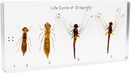 Life Cycle of Common Insect Specimen, Resin Collection Science Toys for Kids Aged 3-12 (Dragonfly) by EJLIFEBOX