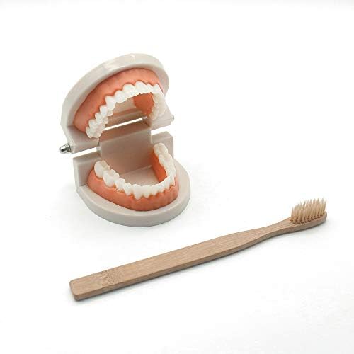 MEROCO Montessori Teeth Brushing Model Flash Cards Toddler Learning Set - Image 3