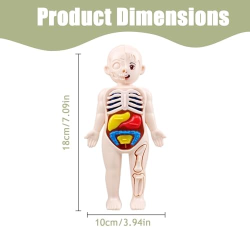 Human Body Model for Kids 7x4 Anatomy Model Organs Detachable Human Body ABS No Burrs Science Toys Educational Anatomy for Kids Over 3 Years Old - Image 2
