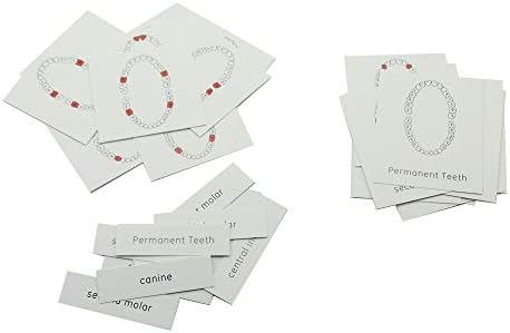 MEROCO Montessori Teeth Brushing Model Flash Cards Toddler Learning Set - Image 6