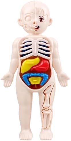 Anatomy Model, Human Body Model for Kids 7x4 Anatomy Organs Detachable Human Body ABS No Burrs Science Toys Educational for Kids Over 3 Years Old by Unknown