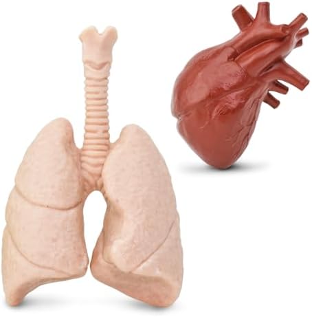 Safari Ltd. Human Organs TOOB - 8 Mini Figurines Including Brain, Heart, Lungs, Liver, Kidneys, Stomach, and Intestines - Anatomy Educational Toy Figures for Boys, Girls & Kids Ages 3+ - Image 5