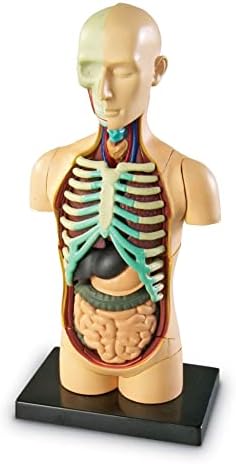 Learning Resources Human Anatomy Model Body - Image 4