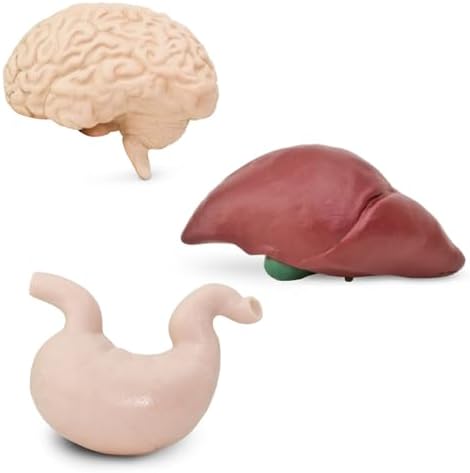 Safari Ltd. Human Organs TOOB - 8 Mini Figurines Including Brain, Heart, Lungs, Liver, Kidneys, Stomach, and Intestines - Anatomy Educational Toy Figures for Boys, Girls & Kids Ages 3+ - Image 3