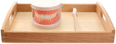 STOBOK Kids Toothbrush Set Montessori Teeth Brushing Toy with Wooden Brushes and Tray Educational Practical Life Model for Toddlers Preschool by STOBOK
