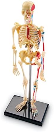 Learning Resources Skeleton Model by LearningResources