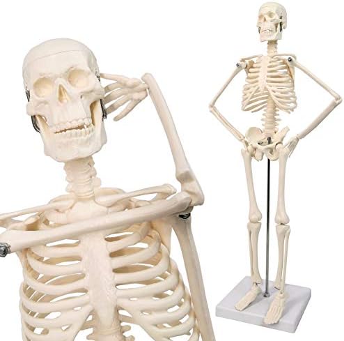 NEW HORIZON 17.7“ Human Skeleton Model for Anatomy,Movable Arms Legs Bones Structures,Whole Spine Ribs Skeleton Model,Suitable for Study Display Artificial Limbs for Medical Instruction Purposes - Image 3