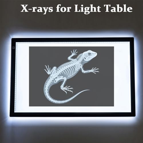 16 Animal X-Ray Set, Educational Science Kit for Kids to Explore Bone Structures for Lightstand Accessories, Light and Shadow Areas (Pets Series) - Image 6