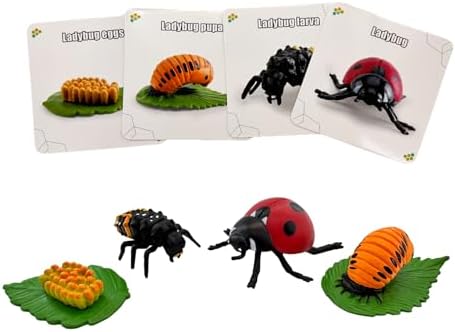 Montessori Life Cycle Animal Figures with Flash Cards, Lifelike Animal Growth Cycle Biological Model Set (Ladybug) - Image 7