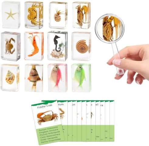 12Pcs Marine Specimen Set in Resin – Real Taxidermy Sea Creatures Collection with Magnifier for Marine Biology Decor, Display & Ocean Lovers Gift by QNCMBUG-HighQualitySpecimens