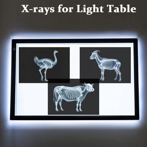 16 Animal X-Ray Set, Educational Science Kit for Kids to Explore Bone Structures for Lightstand Accessories, Light and Shadow Areas (Farm Collection) - Image 3