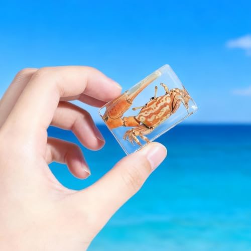 12Pcs Marine Specimen Set in Resin – Real Taxidermy Sea Creatures Collection with Magnifier for Marine Biology Decor, Display & Ocean Lovers Gift - Image 5
