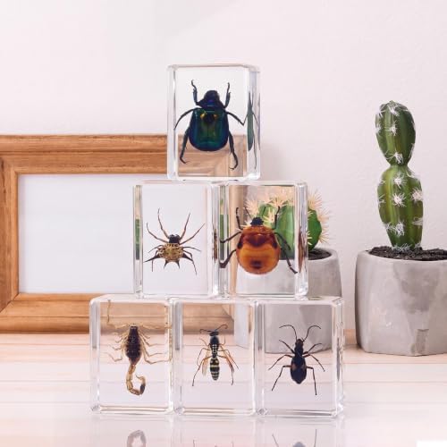 CroBlissful 6 Pcs Insect in Resin Specimen Bugs Collection Paperweights Bugs in Resin Bug Collection Kit for Kids Scientific Educational Toy Classroom Display Supplies - Image 5