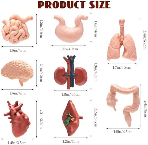 8 PCS Mini Human Body Model for Kids, Human Organ Model Anatomy, Physiology 3D Realistic Study Tools for Students Sciences Class Learn - Image 2