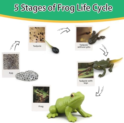 Montessori Life Cycle Learning & Education Toys - Plastic Insect Ladybug, Monarch Butterfly, and Tadpole-to-Frog Kit for Kids, Learning Activities for Early Education - Image 7