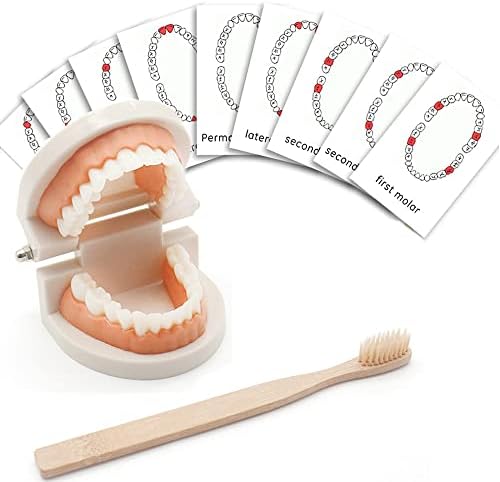 MEROCO Montessori Teeth Brushing Model Flash Cards Toddler Learning Set by MEROCO
